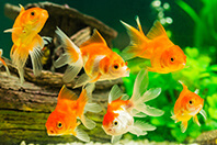 淡水魚
