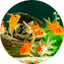 淡水魚